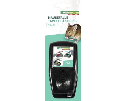 Tier, Säugetier, Ratte, Nagetier