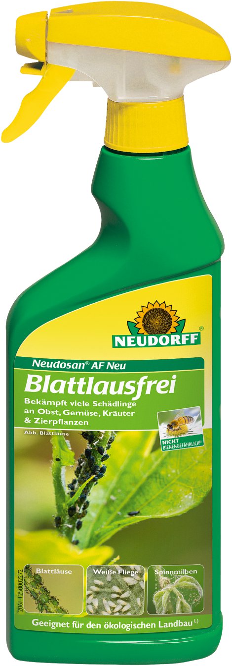 Flasche, Kräuterig, Kräuter, Pflanze