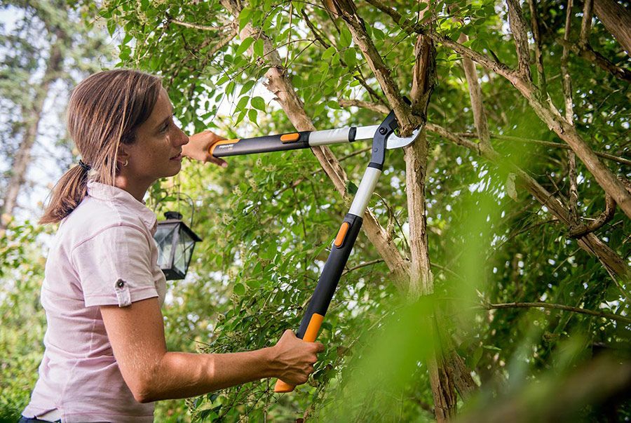 Pflanzenwuchs, Garten, Natur, Land, Baum