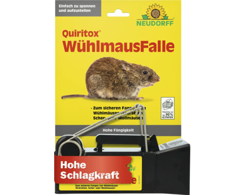Tier, Säugetier, Ratte, Nagetier