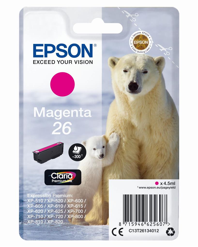 Tier, Bär, Säugetier, Tierwelt, Eisbär