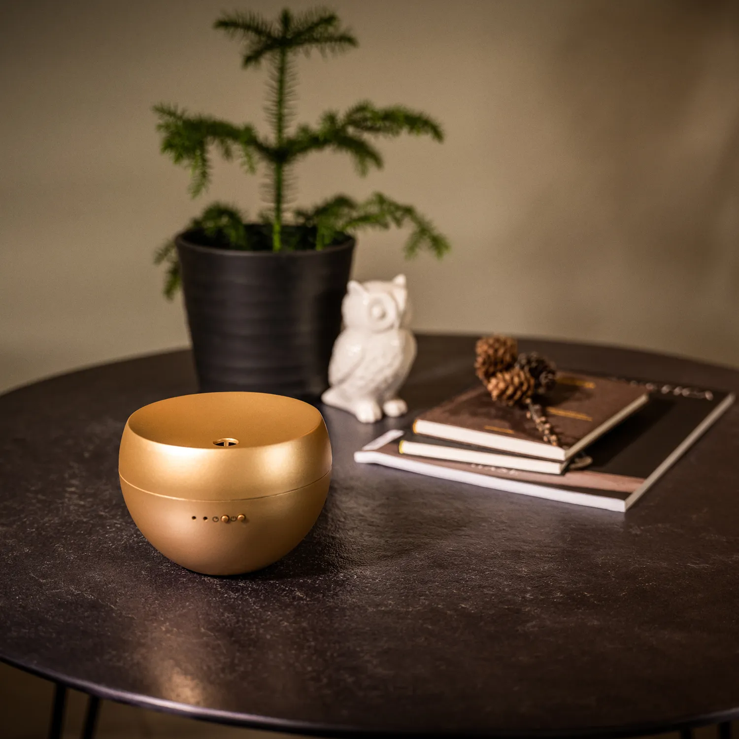 Tabelle, Topfpflanze, Kaffeetisch, Tischplatte, Baum