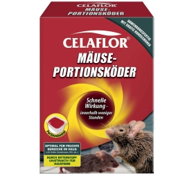 Tier, Säugetier, Ratte, Nagetier