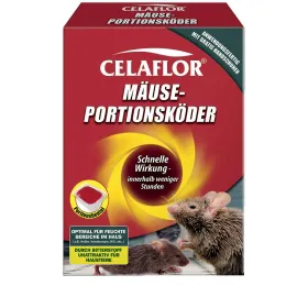 Tier, Säugetier, Ratte, Nagetier