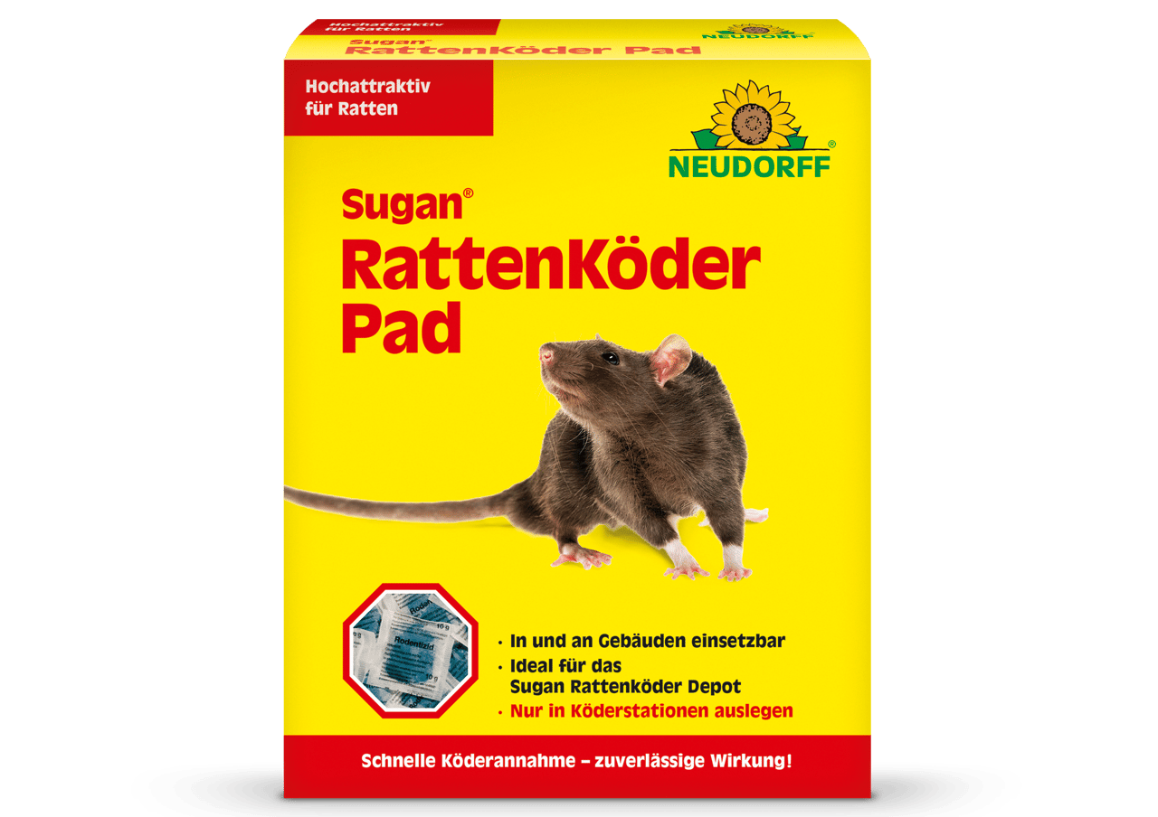 Tier, Säugetier, Ratte, Nagetier