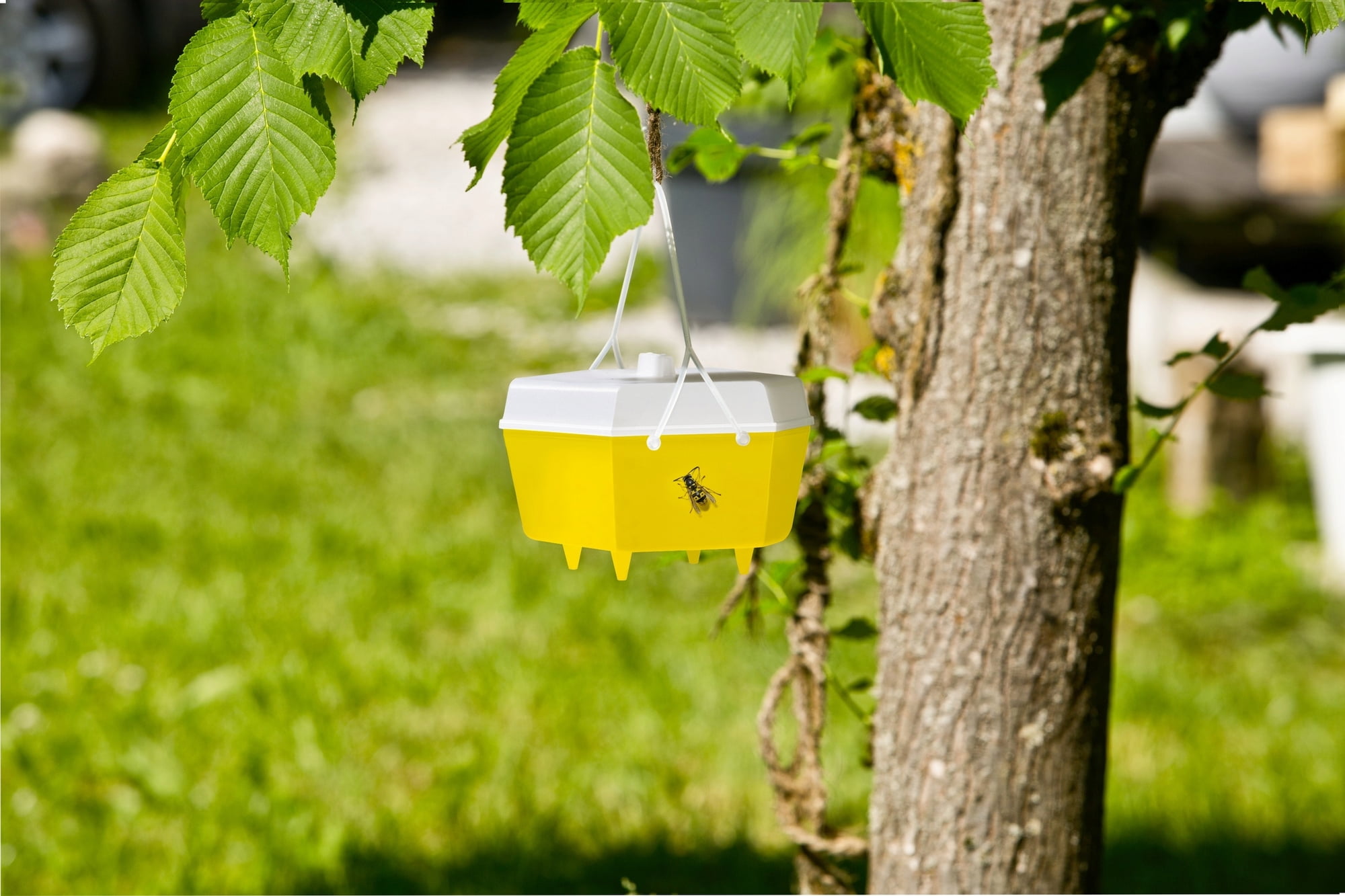 Blatt, Pflanze, Baum