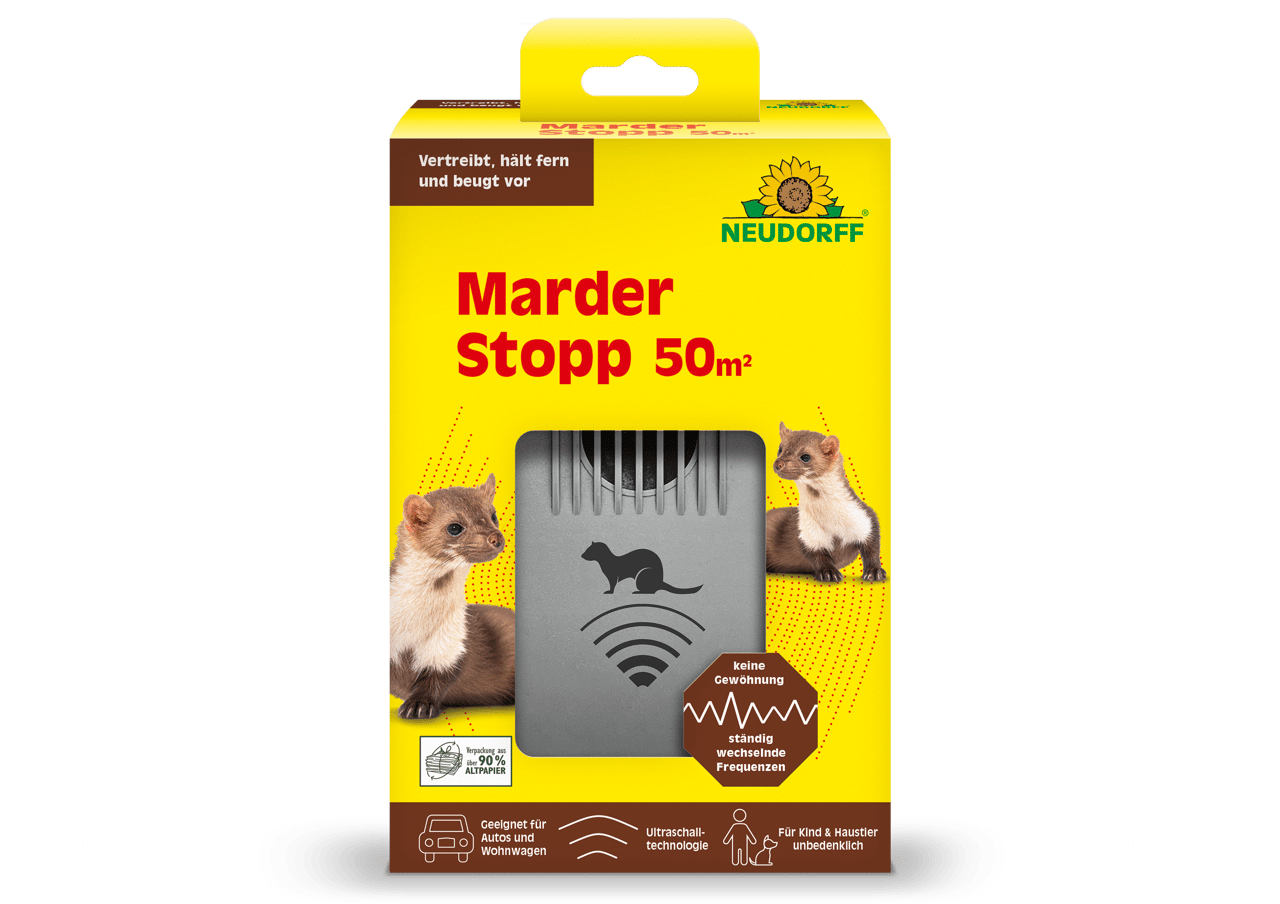 Tier, Säugetier, Ratte, Nagetier