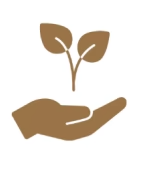 Hand, Pflanze, Setzling, Wachstum, umweltfreundlich, ökologisch, Hand, Pflanze, bodenfrei, Wachstum