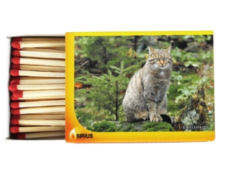 Tier, Katze, Säugetier, Haustier