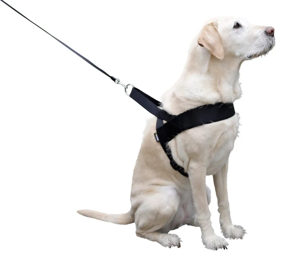 Zubehor, Riemen, Hund, Säugetier, Haustier