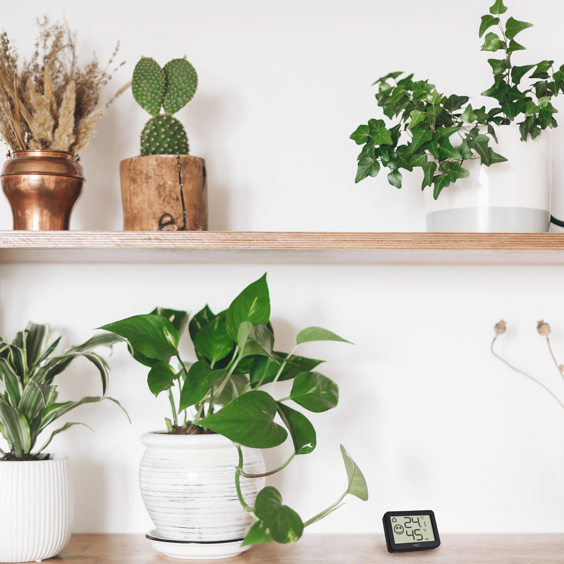 Pflanze, Pflanze im Topf, Blatt