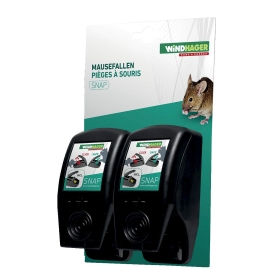 Tier, Säugetier, Ratte, Nagetier