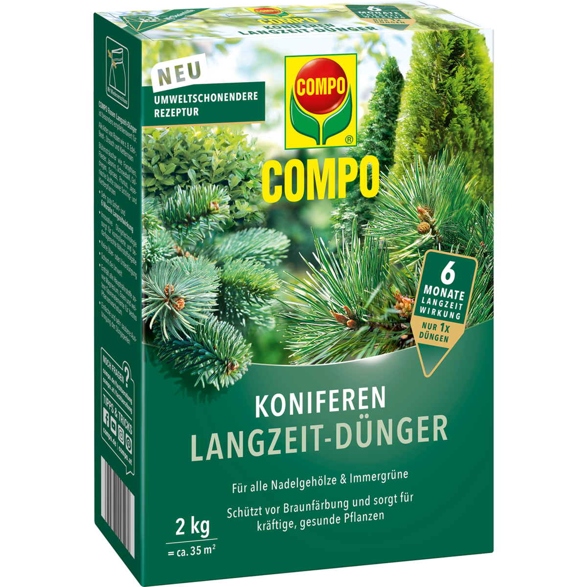 Baum, Kiefer, Konifer, Kräuter, Tanne