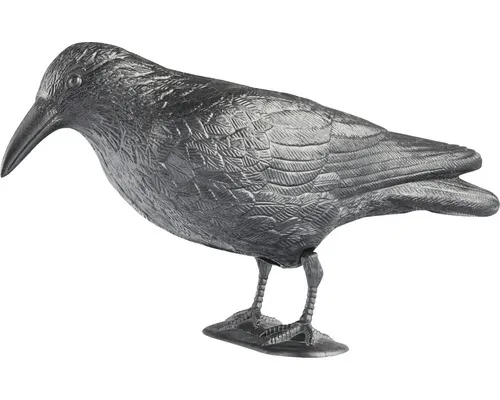 Tier, Vogel, Krähe