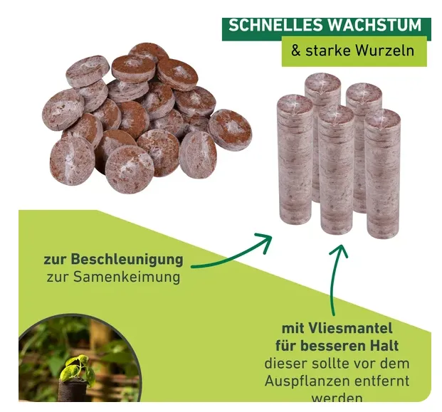 Kräuter, Pflanze
