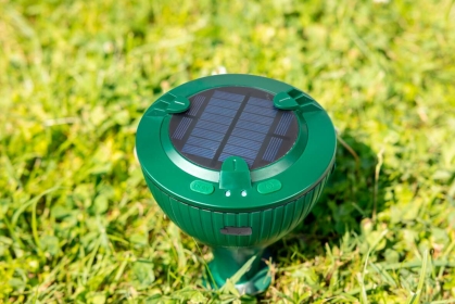 Gras, Pflanze, Wasser