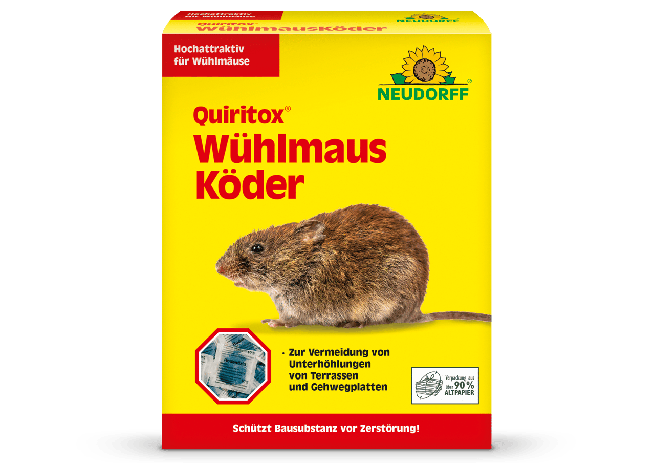 Tier, Säugetier, Nagetier, Ratte