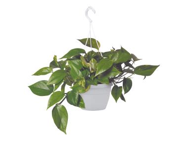 Krug, Pflanzgefäß, Topfpflanze, Töpferei, Blatt