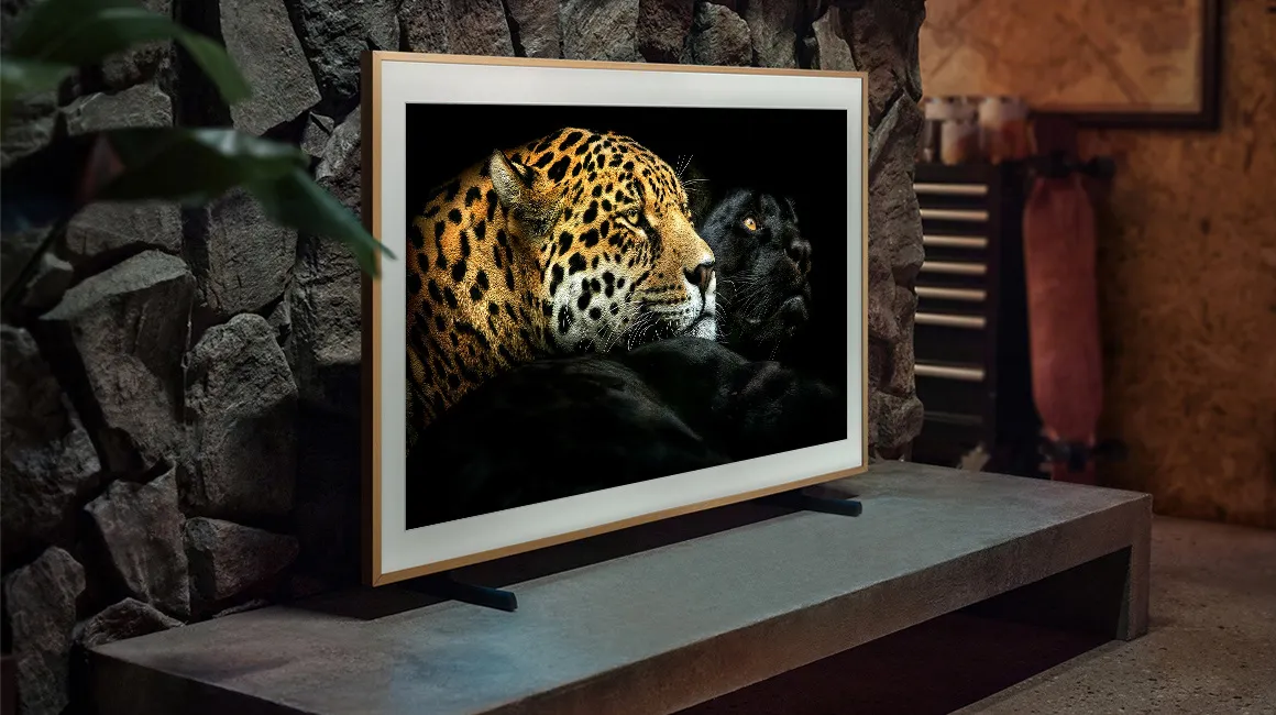 Tier, Säugetier, Panther, Tierwelt