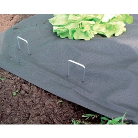 Boden, Blatt, Pflanze, Gras