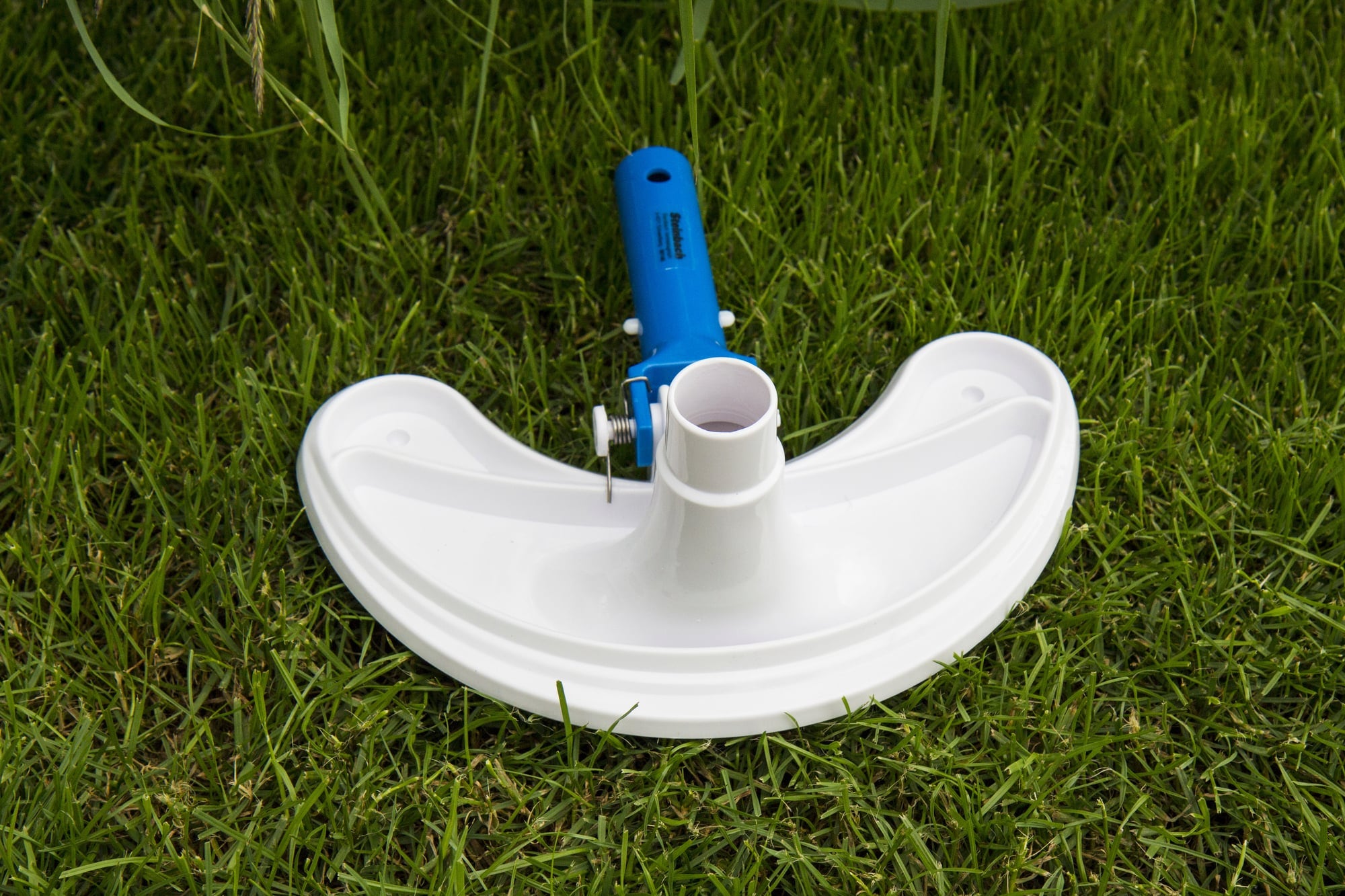 Gras, Pflanze